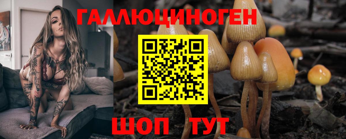 Галлюциногенные грибы Psilocybine cubensis Волхов